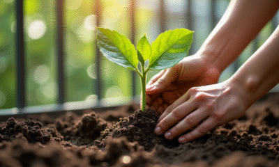 Personne plantant un jeune arbre fruit en H sur balcon ensoleille