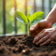 Personne plantant un jeune arbre fruit en H sur balcon ensoleille