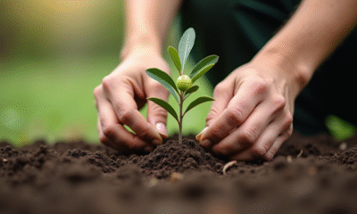 Mains de jardinier plantant un olivier dans la terre